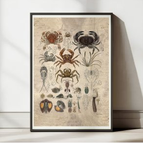 Krabber og lignende dyr 1850 - Anskuelsestavle