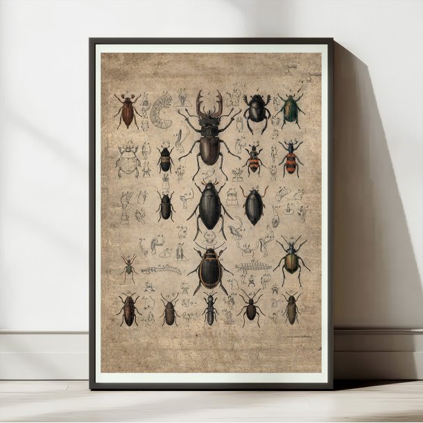 Biller 1850 - Anskuelsestavle