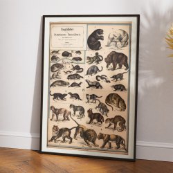 Rovdyr 1890 - Biologisk Anskuelsestavle