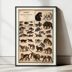 Rovdyr 1890 - Biologisk Anskuelsestavle