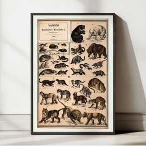 Rovdyr 1890 - Biologisk Anskuelsestavle