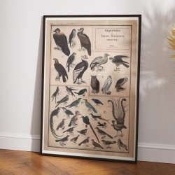 Fugle I 1890 - Anskuelsestavle