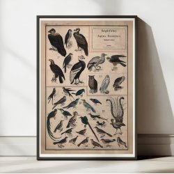 Fugle I 1890 - Anskuelsestavle