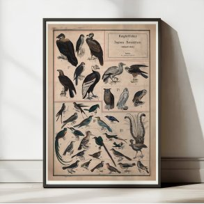 Fugle I 1890 - Anskuelsestavle