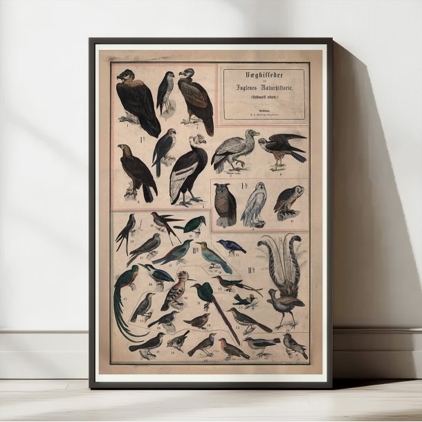 Fugle I 1890 - Anskuelsestavle