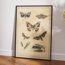 Sommerfugle I 1895 - Anskuelsestavle