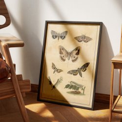 Sommerfugle I 1895 - Anskuelsestavle