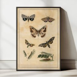 Sommerfugle I 1895 - Anskuelsestavle