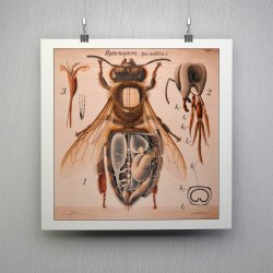 Honningbi 1904 - Anskuelsestavle