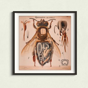 Honningbi 1904 - Anskuelsestavle