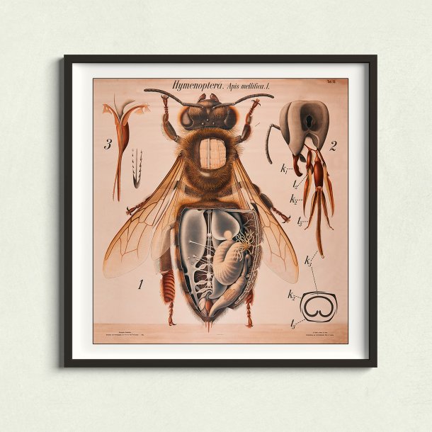 Honningbi 1904 - Anskuelsestavle