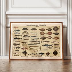 Saltvandsfisk 1909 - Biologisk Anskuelsestavle