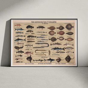 Saltvandsfisk 1909 - Biologisk Anskuelsestavle