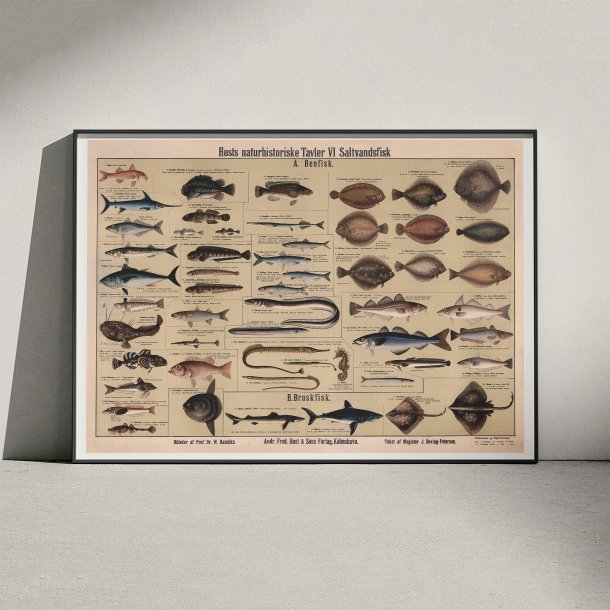 Saltvandsfisk 1909 - Biologisk Anskuelsestavle