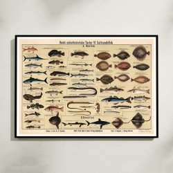 Saltvandsfisk 1909 - Biologisk Anskuelsestavle