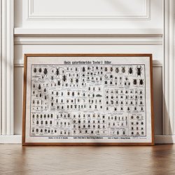 Biller 1909 - Biologisk Anskuelsestavle