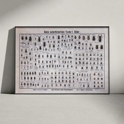 Biller 1909 - Biologisk Anskuelsestavle