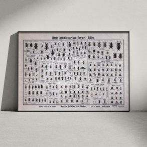 Biller 1909 - Biologisk Anskuelsestavle