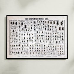 Biller 1909 - Biologisk Anskuelsestavle