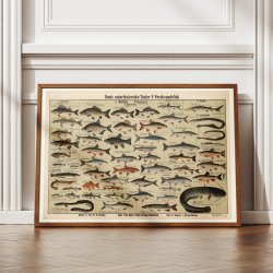 Ferskvandsfisk 1909 - Anskuelsestavle