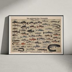 Ferskvandsfisk 1909 - Anskuelsestavle