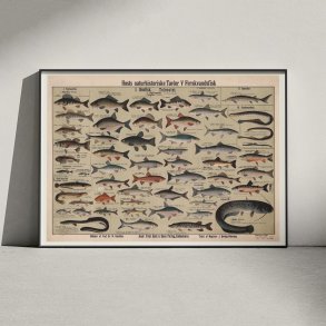Ferskvandsfisk 1909 - Anskuelsestavle