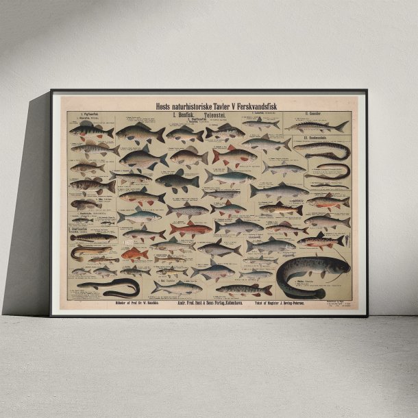 Ferskvandsfisk 1909 - Anskuelsestavle