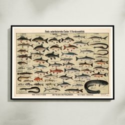 Ferskvandsfisk 1909 - Anskuelsestavle