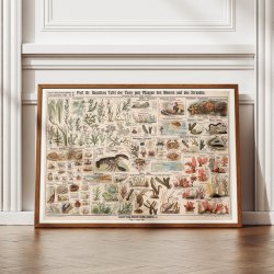 Havets og strandens dyr og planter 1910 - Skoletavle