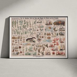 Havets og strandens dyr og planter 1910 - Skoletavle