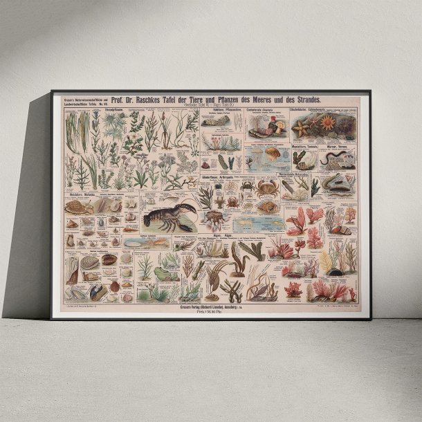 Havets og strandens dyr og planter 1910 - Skoletavle