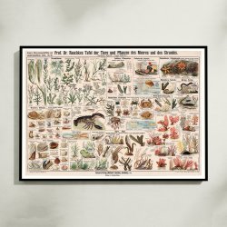 Havets og strandens dyr og planter 1910 - Skoletavle