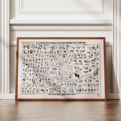 Skadedyr 1910 - Anskuelsestavle