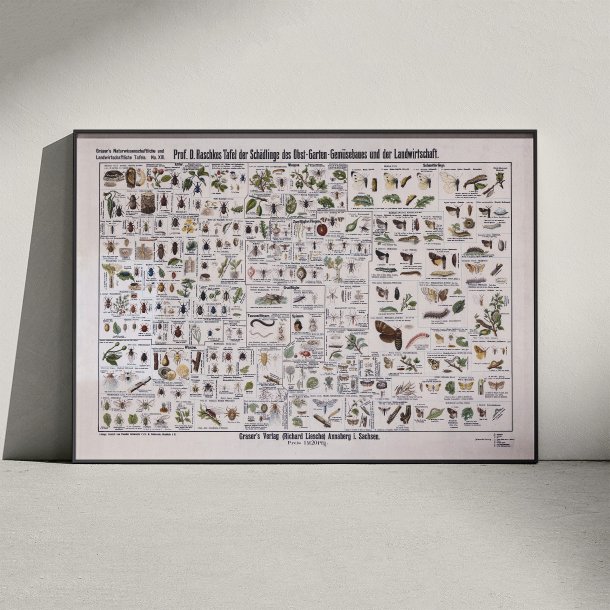 Skadedyr 1910 - Anskuelsestavle