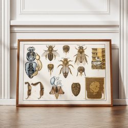 Honningbi 1910 - Anskuelsestavle