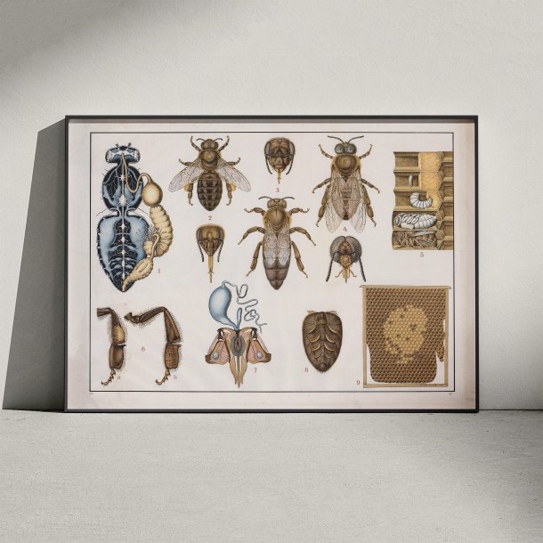 Honningbi 1910 - Anskuelsestavle