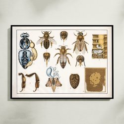 Honningbi 1910 - Anskuelsestavle