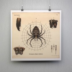 Korsedderkop 1911 - Anskuelsestavle