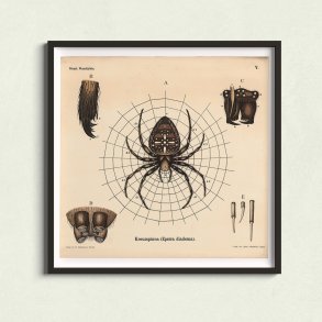 Korsedderkop 1911 - Anskuelsestavle