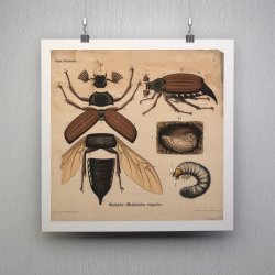 Oldenborre 1911 - Anskuelsestavle