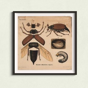 Oldenborre 1911 - Anskuelsestavle