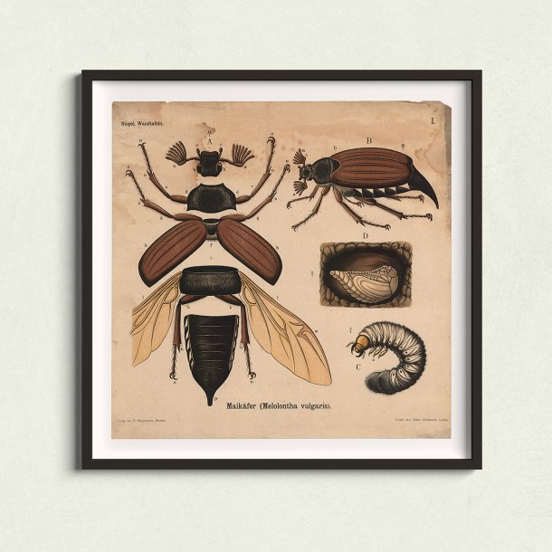 Oldenborre 1911 - Anskuelsestavle