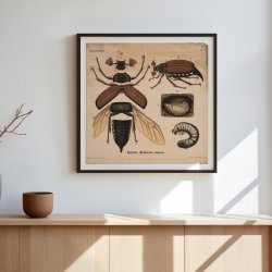 Oldenborre 1911 - Anskuelsestavle