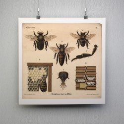 Honningbi 1911 - Anskuelsestavle