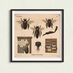 Honningbi 1911 - Anskuelsestavle