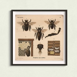 Honningbi 1911 - Anskuelsestavle