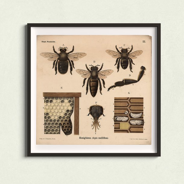 Honningbi 1911 - Anskuelsestavle