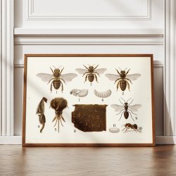 revingede insekter 1911 - Anskuelsestavle