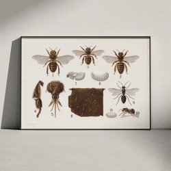 revingede insekter 1911 - Anskuelsestavle
