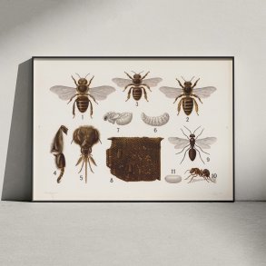 revingede insekter 1911 - Anskuelsestavle